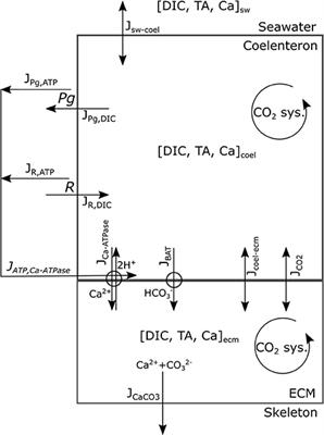 ATP Supply May Contribute to Light-Enhanced Calcification in Corals More Than Abiotic Mechanisms